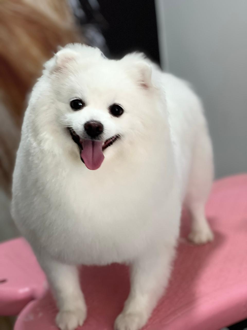 Banho premium Zaya Pet Spa