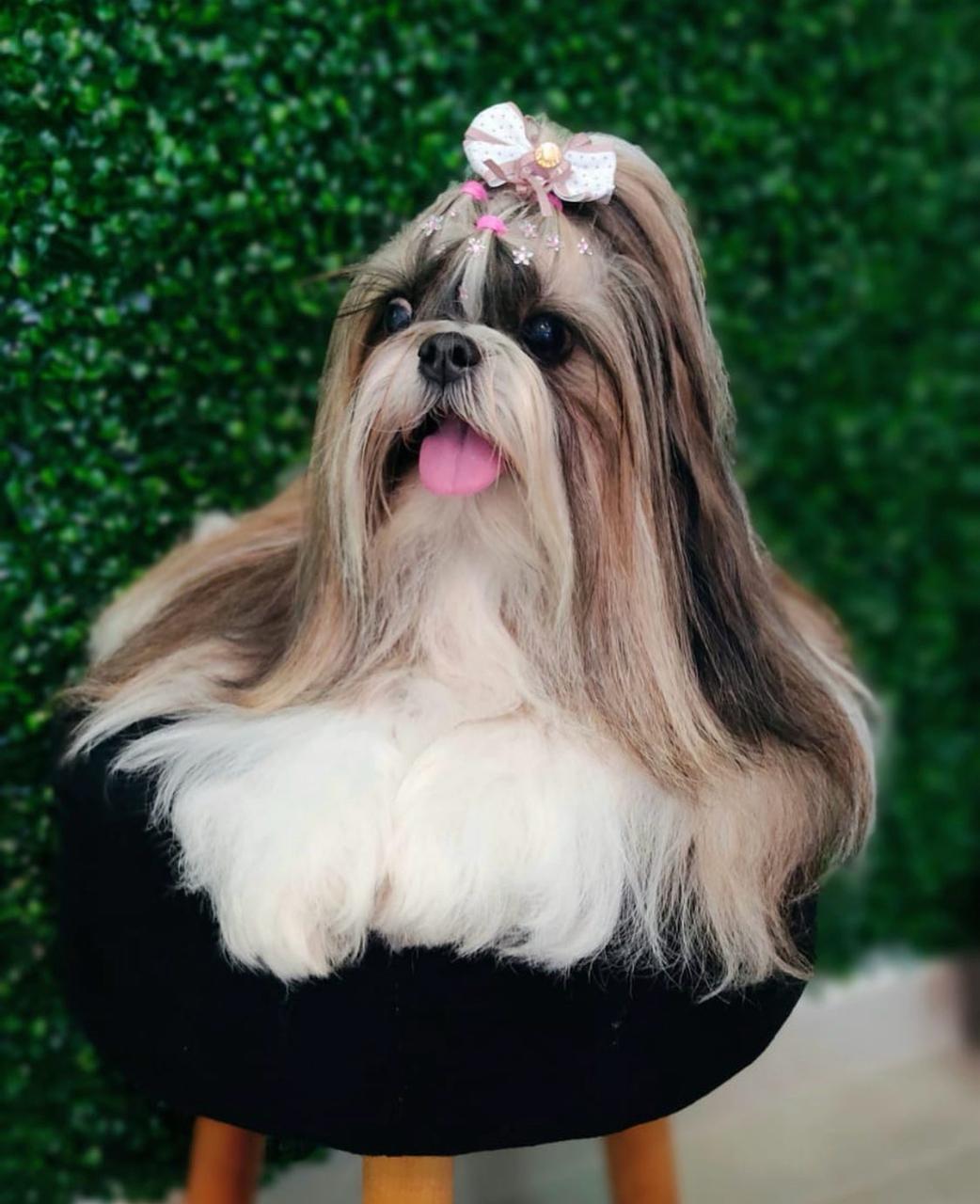 Tosa artística Zaya Pet Spa